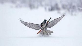 Owl Katana Sword Bird Snow Top Hat Humor Wallpaper Background