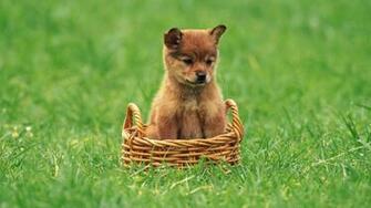 Dogs Puppies Wallpaper Animals HD Desktop