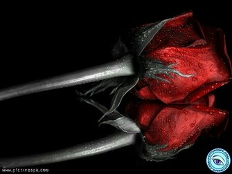 Related Pictures Dark Red Roses Wallpaper