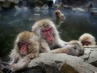 Background Sleeping Snow Monkey Animals Animal HD Wallpaper