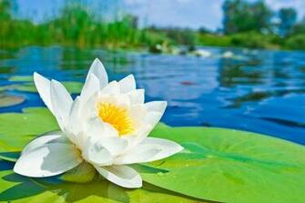 Lotus Flower HD Wallpaper High Definition iPhone