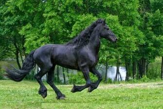 Friesian Horse Info Wallpaper