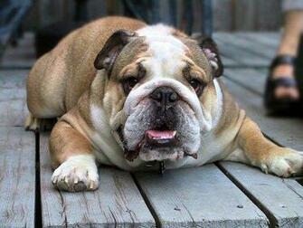 English Bulldog Wallpaper