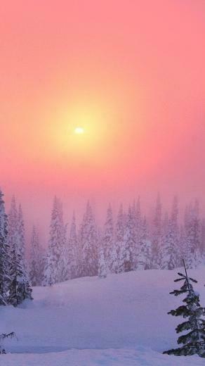 Wallpaper Winter Decline Coniferous Forest