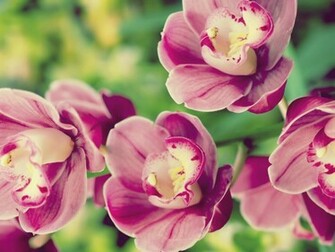 Tropical Flowers Wallpaper