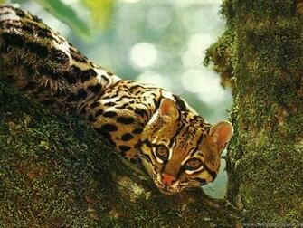 Ocelot In Mossy Tree Wallpaper Desktop Background