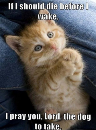 Cat Meme Picture Wallpaper