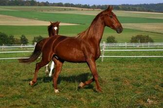 American Saddlebred Stock By Luda