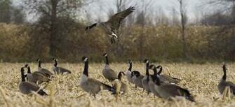 Goose Hunting Wallpaper Ashland Landing