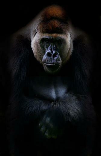 Silverback Gorilla Hewan
