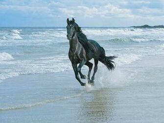 Pictures Top Horse Wallpaper