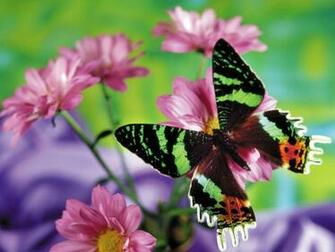 Wallpaper Butterfly Desktop Background