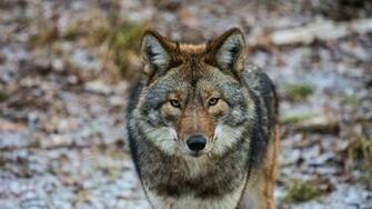 Coyote Background For Desktop Net