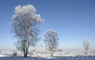Snowy Landscape Snow Breedbeeldwallpaper Widescreen Wallpaper