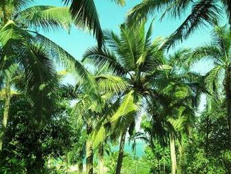 Tropical Palm Trees Things About