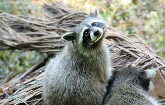 Wallpaper Raccoon Animal Looking Mustache Animals