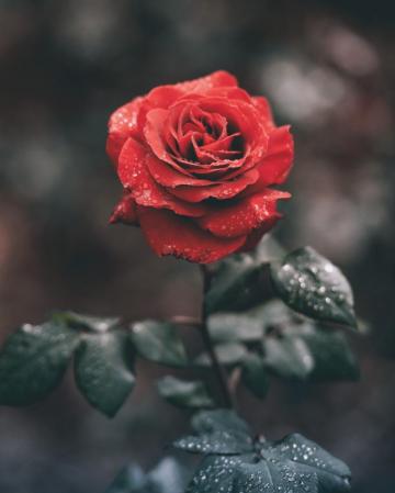 Rose Wallpaper HD Hq