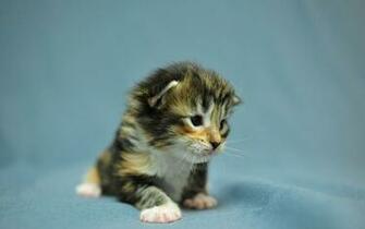 Maine Coon Cats Desktop Wallpaper X Photos Of