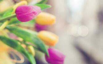 Tulips Bouquet Bokeh Wallpaper