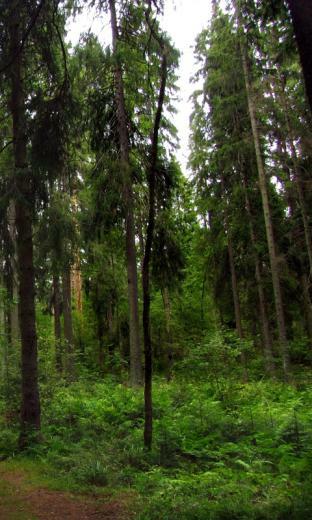 Dense Forest HD Live Wallpaper For Android