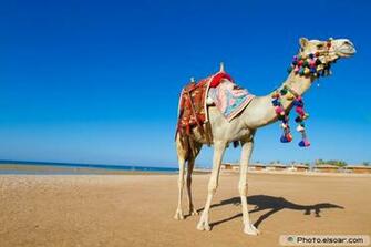 Camel Wallpaper X Net