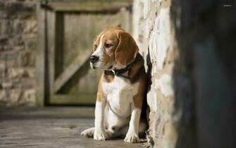 Beagle Wallpaper Animal