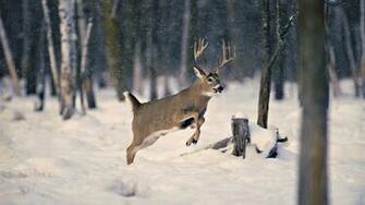 Beautiful Wallpaper Deer