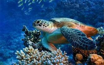 Lovable Turtle Wallpaper For Your Desktop Naldz Graphics