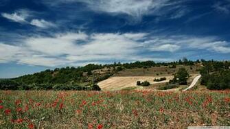 Field Of Poppies Wallpaper