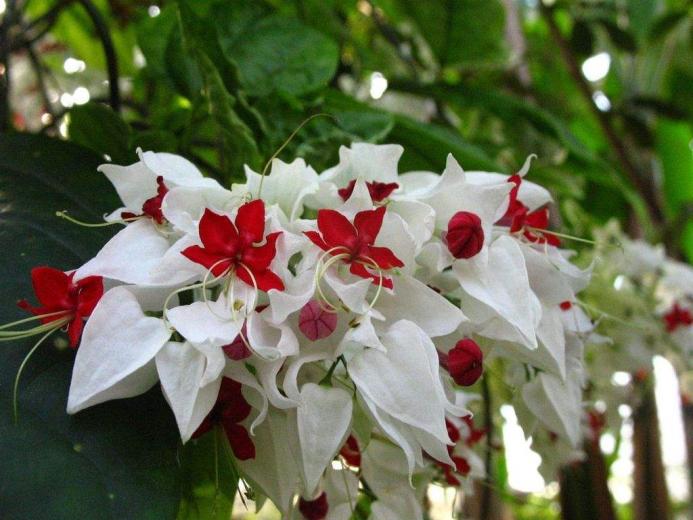 Desktop Screensaver Flowers