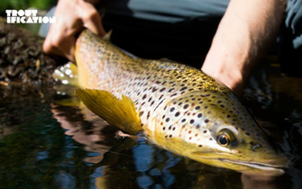 Trout Wallpaper iPhone Wallpape