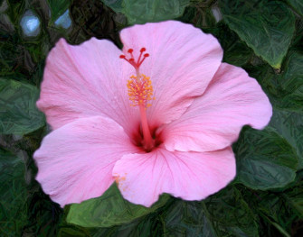 Hibiscus Wallpaper Image Photos Picture