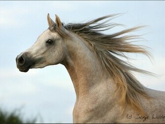 Beautiful Horse Wallpaper Weddingdressin