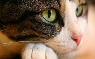 Net Cat Eyes Animal World Series Wallpaper Html