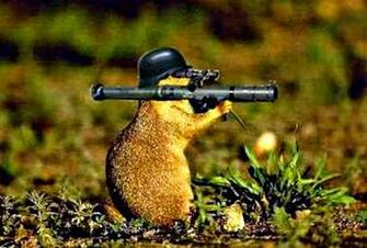 Squirrels HD Wallpaper Sa