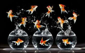 Goldfish Wallpaper For Walls Beautiful Desktop