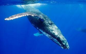 Whale HD Wallpaper Desktop Image