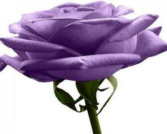 Purple And White Background Wallpaper