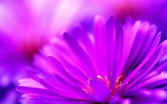 Cute Purple Flower Magic4walls
