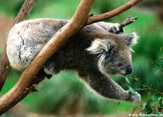 Koala Wallpaper Cute And Pretty Koalas HD