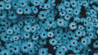 Blue Flower Wallpaper