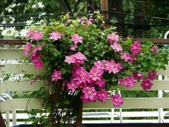 Clematis Herbs Fence Stock Photos Image HD Wallpaper