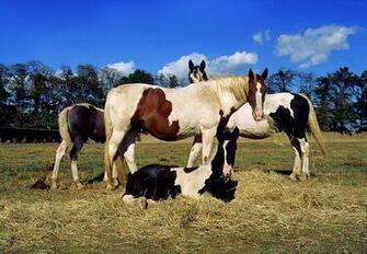 American Paint Horse
