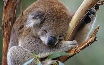 Koala Wallpaper