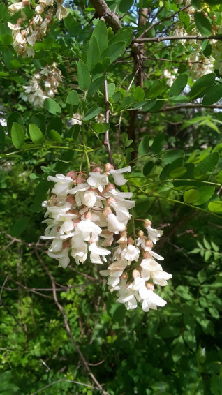 Black Locust X Wallpaper