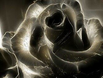 Black Rose Wallpaper