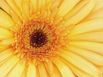Close Up By Bfrank Caedes Desktop Wallpaper