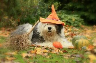 Old English Sheepdog Wallpaper