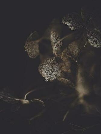 Brown Plant Against Dark Background Ricoh Imaging Company Ltd
