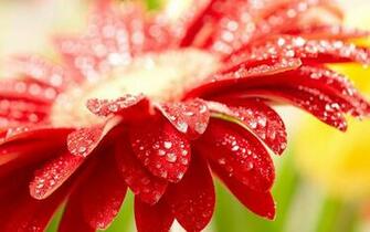Tag Windows Flowers Wallpaper Background Photos Image And